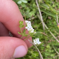 Asperula gunnii (Mountain Woodruff) at Nurenmerenmong, NSW - 19 Jan 2023 by NedJohnston