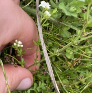 Asperula gunnii at Nurenmerenmong, NSW - 19 Jan 2023