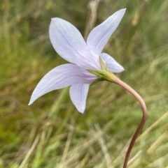 Wahlenbergia ceracea (Waxy Bluebell) at Bago State Forest - 19 Jan 2023 by Ned_Johnston