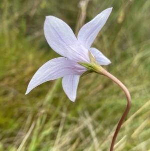 Wahlenbergia ceracea at Nurenmerenmong, NSW - 19 Jan 2023 03:22 PM