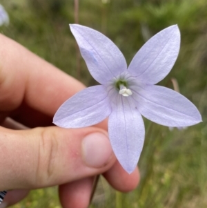 Wahlenbergia ceracea at Nurenmerenmong, NSW - 19 Jan 2023 03:22 PM