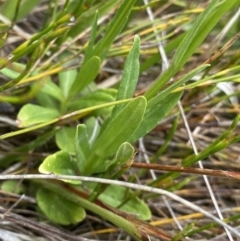 Wahlenbergia ceracea at Nurenmerenmong, NSW - 19 Jan 2023