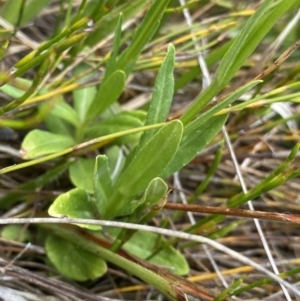 Wahlenbergia ceracea at Nurenmerenmong, NSW - 19 Jan 2023 03:22 PM