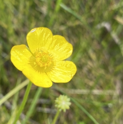 Ranunculus lappaceus (Australian Buttercup) at Nurenmerenmong, NSW - 19 Jan 2023 by Ned_Johnston