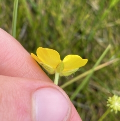 Ranunculus lappaceus at Nurenmerenmong, NSW - 19 Jan 2023