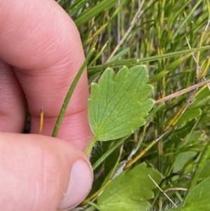 Ranunculus lappaceus at Nurenmerenmong, NSW - 19 Jan 2023