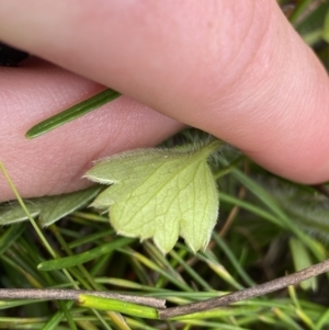 Ranunculus lappaceus at Nurenmerenmong, NSW - 19 Jan 2023