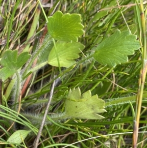 Ranunculus lappaceus at Nurenmerenmong, NSW - 19 Jan 2023