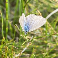 Zizina otis (Common Grass-Blue) at Nurenmerenmong, NSW - 19 Jan 2023 by NedJohnston