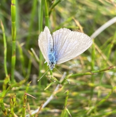 Zizina otis (Common Grass-Blue) at Nurenmerenmong, NSW - 19 Jan 2023 by Ned_Johnston