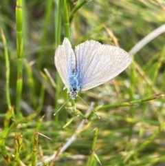 Zizina otis (Common Grass-Blue) at Nurenmerenmong, NSW - 19 Jan 2023 by Ned_Johnston