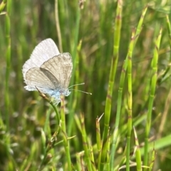 Zizina otis at Nurenmerenmong, NSW - 19 Jan 2023