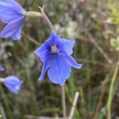 Thelymitra cyanea (Veined Sun Orchid) at Nurenmerenmong, NSW - 19 Jan 2023 by NedJohnston