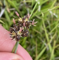 Juncus falcatus (Sickle-leaf Rush) at Nurenmerenmong, NSW - 19 Jan 2023 by NedJohnston
