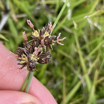 Juncus falcatus (Sickle-leaf Rush) at Nurenmerenmong, NSW - 19 Jan 2023 by NedJohnston