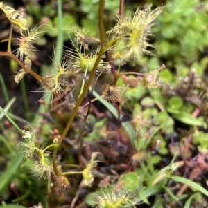 Drosera peltata at Nurenmerenmong, NSW - 19 Jan 2023