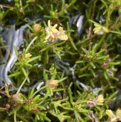 Myriophyllum lophatum (Crested Water-milfoil) at Nurenmerenmong, NSW - 19 Jan 2023 by Ned_Johnston