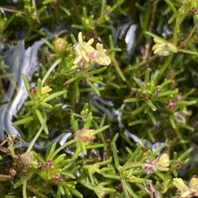 Myriophyllum lophatum (Crested Water-milfoil) at Bago State Forest - 19 Jan 2023 by Ned_Johnston