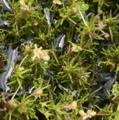 Myriophyllum lophatum at Nurenmerenmong, NSW - 19 Jan 2023