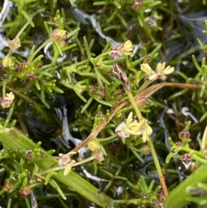 Myriophyllum lophatum at Nurenmerenmong, NSW - 19 Jan 2023