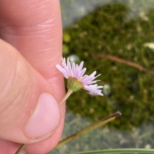 Brachyscome radicans at Nurenmerenmong, NSW - 19 Jan 2023