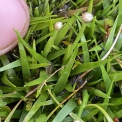 Eriocaulon scariosum (Pale Pipewort) at Nurenmerenmong, NSW - 19 Jan 2023 by Ned_Johnston