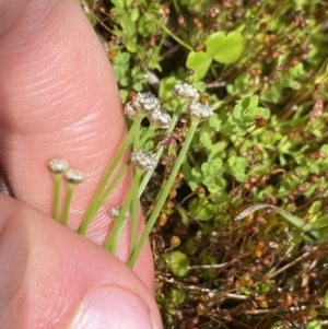 Eriocaulon scariosum at Nurenmerenmong, NSW - 19 Jan 2023 03:07 PM