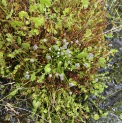 Eriocaulon scariosum at Nurenmerenmong, NSW - 19 Jan 2023 03:07 PM