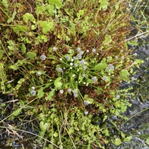 Eriocaulon scariosum at Nurenmerenmong, NSW - 19 Jan 2023 03:07 PM