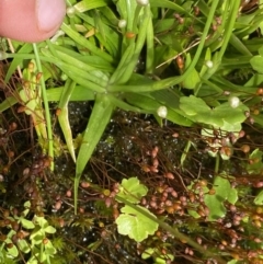 Eriocaulon scariosum at Nurenmerenmong, NSW - 19 Jan 2023 03:07 PM