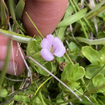 Gratiola peruviana (Australian Brooklime) at Bago State Forest - 19 Jan 2023 by Ned_Johnston