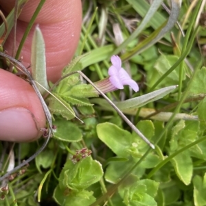 Gratiola peruviana at Nurenmerenmong, NSW - 19 Jan 2023