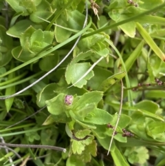 Gratiola peruviana at Nurenmerenmong, NSW - 19 Jan 2023