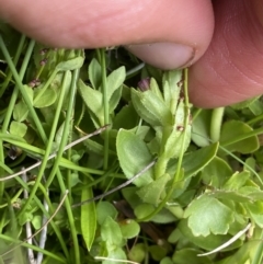 Gratiola peruviana at Nurenmerenmong, NSW - 19 Jan 2023