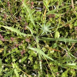 Eryngium vesiculosum at Nurenmerenmong, NSW - 19 Jan 2023 02:53 PM