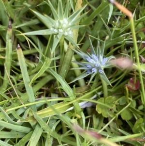 Eryngium vesiculosum at Nurenmerenmong, NSW - 19 Jan 2023 02:53 PM