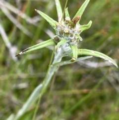 Euchiton limosus (Swamp Cudweed) at Nurenmerenmong, NSW - 19 Jan 2023 by Ned_Johnston