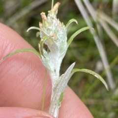 Euchiton limosus at Nurenmerenmong, NSW - 19 Jan 2023