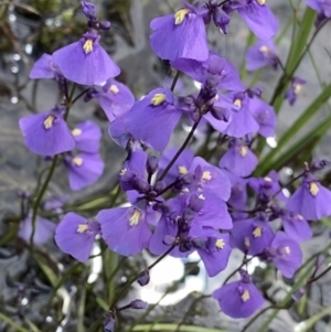 Utricularia dichotoma at Nurenmerenmong, NSW - 19 Jan 2023 02:41 PM