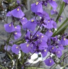 Utricularia dichotoma (Fairy Aprons, Purple Bladderwort) at Bago State Forest - 19 Jan 2023 by Ned_Johnston