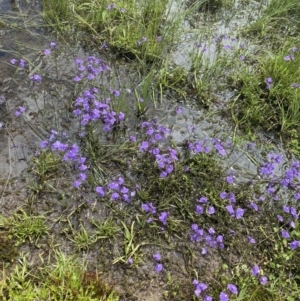 Utricularia dichotoma at Nurenmerenmong, NSW - 19 Jan 2023 02:41 PM