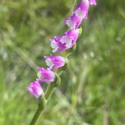 Spiranthes australis (Austral Ladies Tresses) at Bago State Forest - 19 Jan 2023 by Ned_Johnston