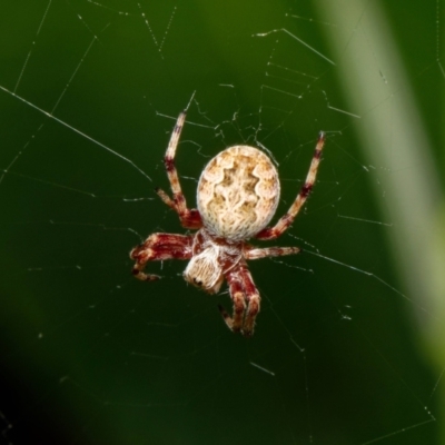 Araneus hamiltoni (Hamilton's Orb Weaver) at Downer, ACT - 23 Jan 2023 by RobertD