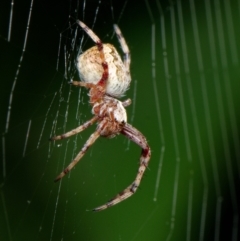 Araneus hamiltoni at Downer, ACT - 23 Jan 2023 02:40 PM