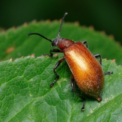 Ecnolagria grandis (Honeybrown beetle) at Downer, ACT - 23 Jan 2023 by RobertD