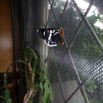 Phalaenoides glycinae (Grapevine Moth) at Charleys Forest, NSW - 22 Feb 2021 by arjay