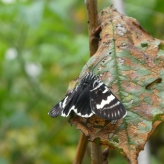 Phalaenoides glycinae at Charleys Forest, NSW - 22 Feb 2021