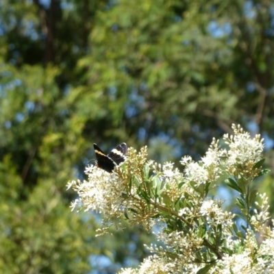 Eutrichopidia latinus (Yellow-banded Day-moth) at Mongarlowe River - 19 Jan 2021 by arjay