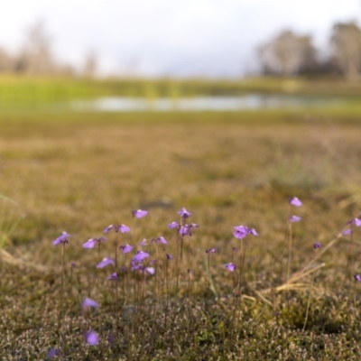 Utricularia dichotoma (Fairy Aprons, Purple Bladderwort) at Scabby Range Nature Reserve - 21 Jan 2023 by trevsci