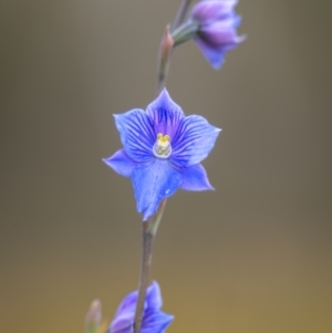 Thelymitra cyanea at Scabby Range Nature Reserve - 21 Jan 2023